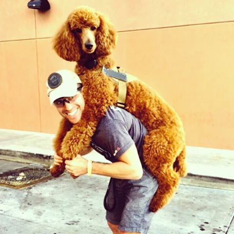 brown poodle dog on its owner's bag