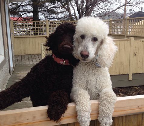 two Poodles standing on a fence