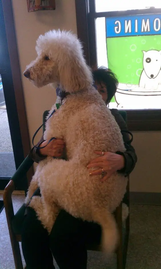 grown white poodle sitting on its owner's lap