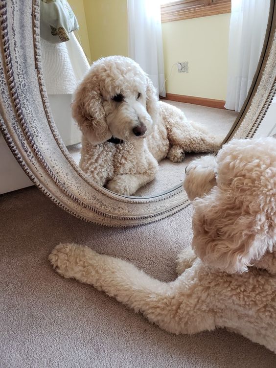 white poodle dog looking itself in the mirrow