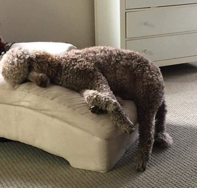 brown poodle sleeping on the sofa