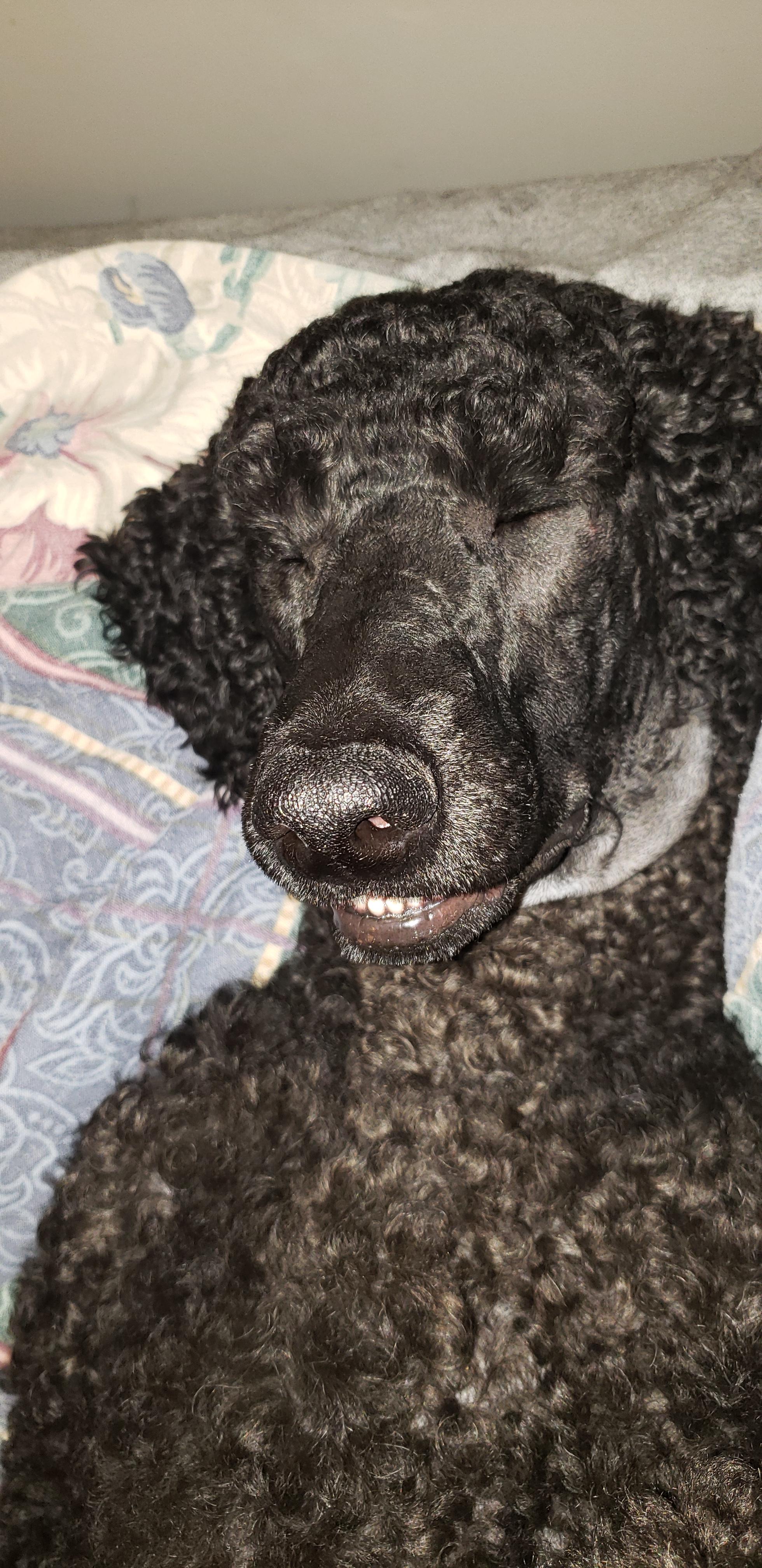 black poodle sleeping soundly in bed