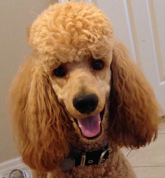 smiling brown poodle