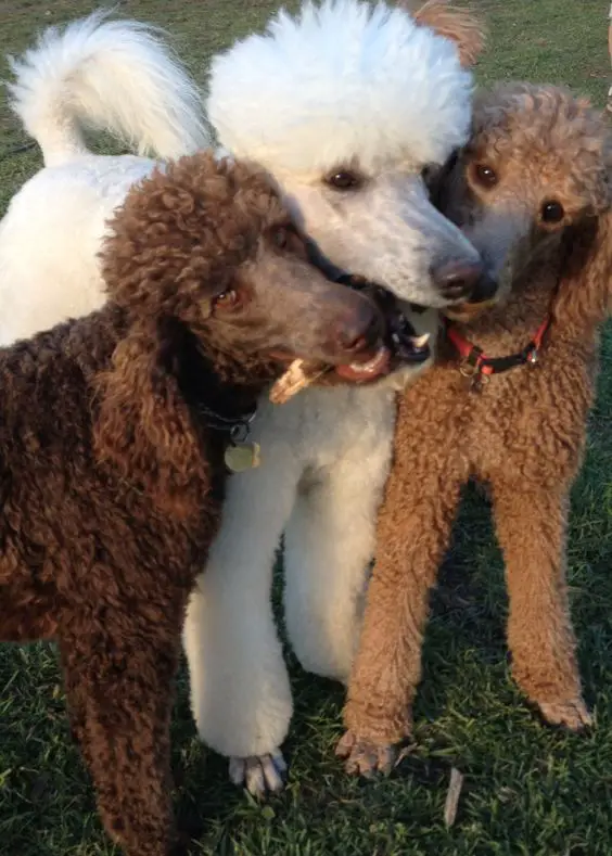 three Poodles sharing one twig in mouth