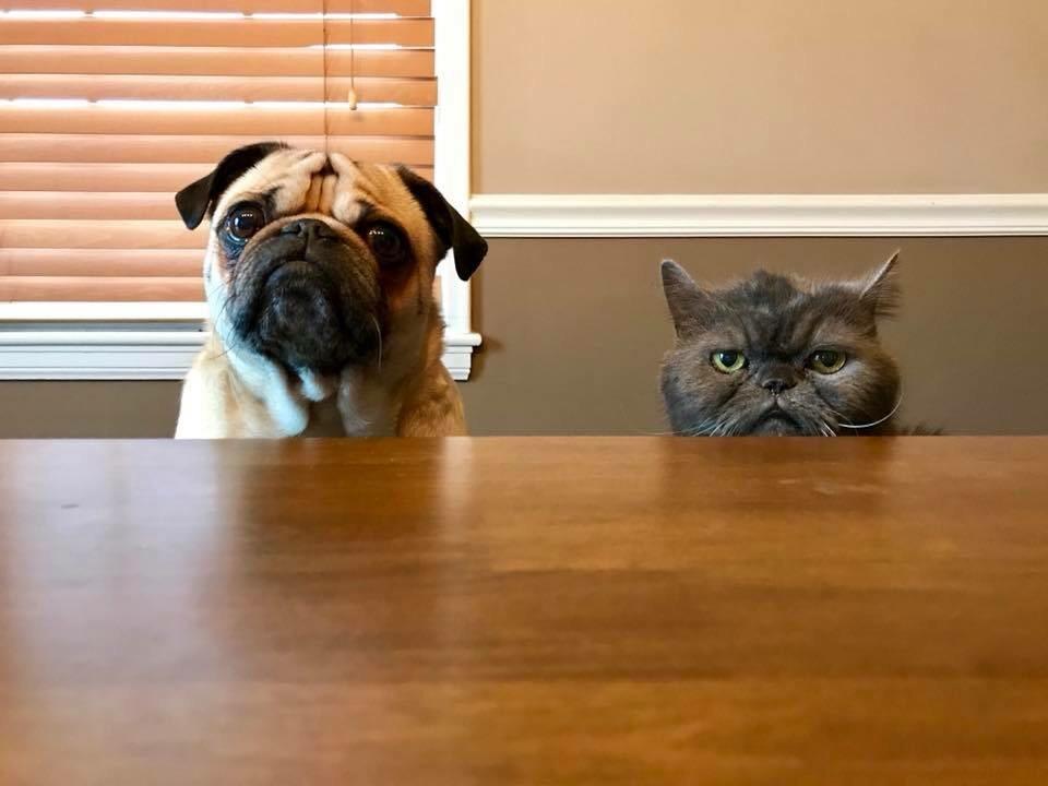 A Pug sitting at the table with a cat with their begging face