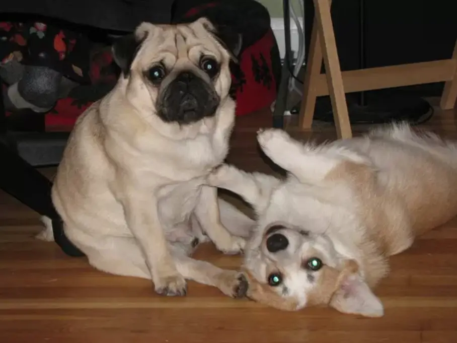 A Pug sitting on the floor with another dog lying on the floor