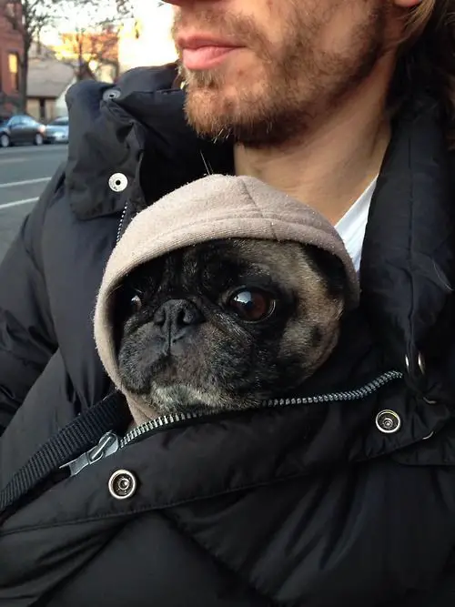 pug in a hoodie inside a jacket of a man