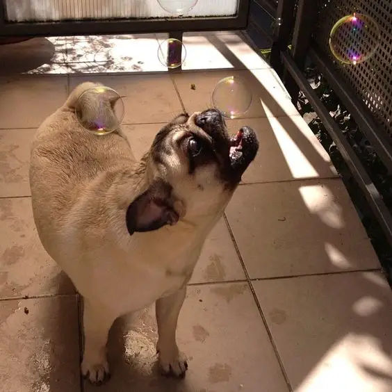 A Pug standing on the floor while catching bubbles in the air
