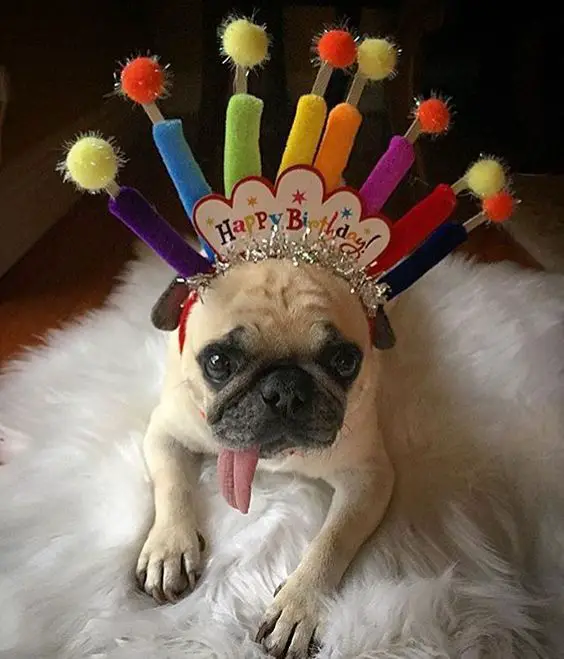 pug lying on a fur bed wearing a happy birthday crown