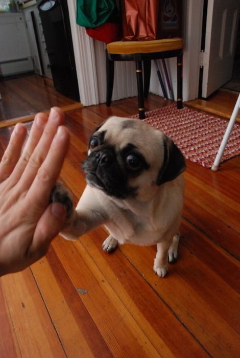 A Pug sitting on the floor while giving a paw to the man in front of him