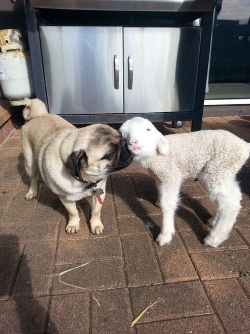 A Pug standing on the pavement while licking the face of the sheep