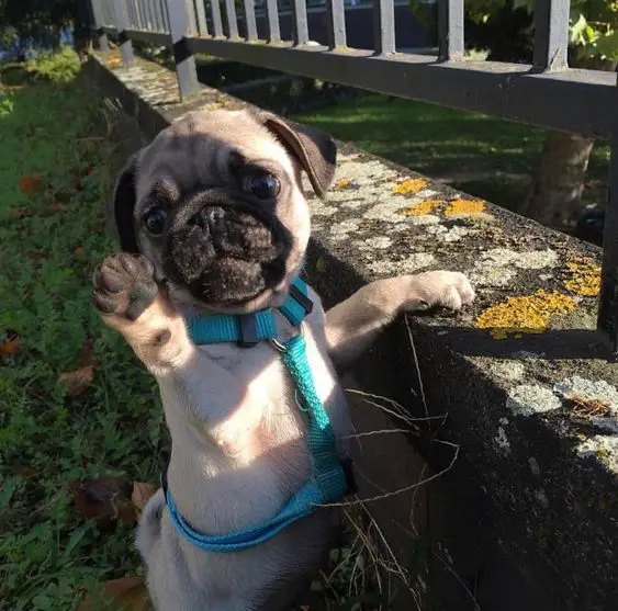 pug standing by the fence with its paw raising