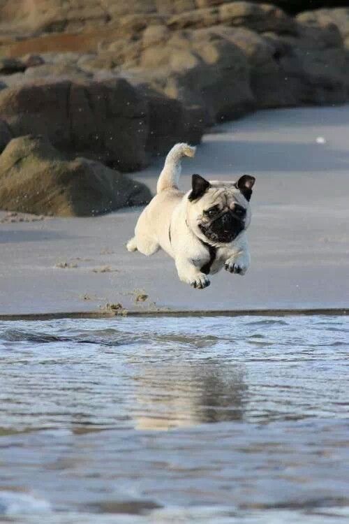 A Pug jumping towards the water at the beach