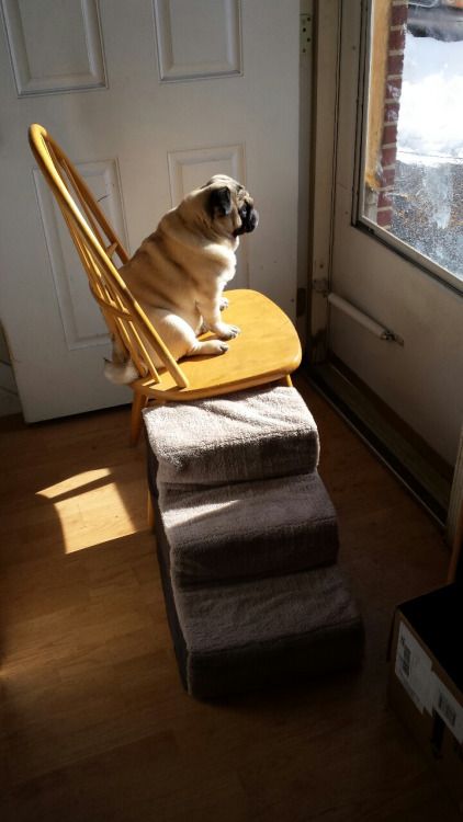 A Pug sitting on the chair while looking out the window