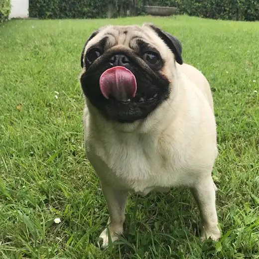 pug on a green grass with its tongue sticking out
