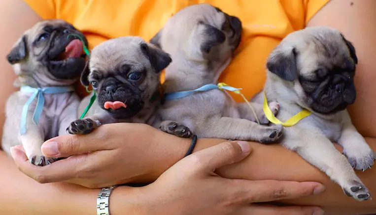 pug puppies in a woman's arms