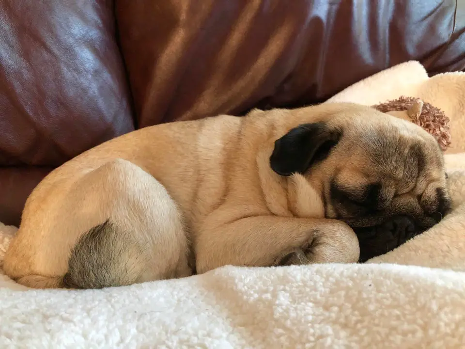 A Pug lying on its bed while sleeping
