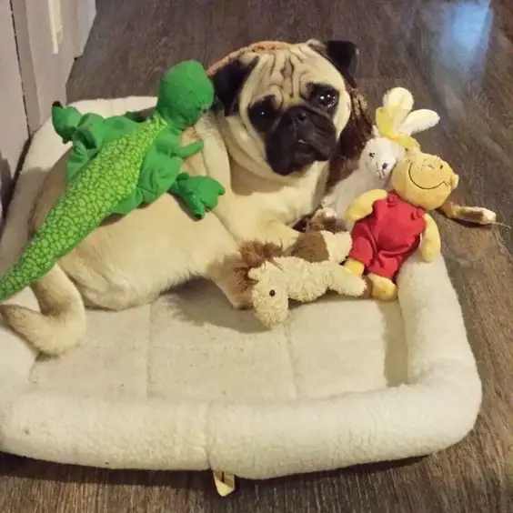 pug dog lying on its bed with toys