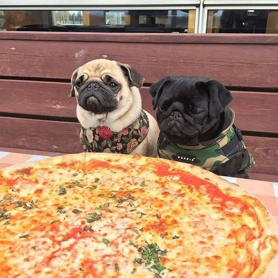 two pugs sitting in front of a pizza placed on the table in front of them