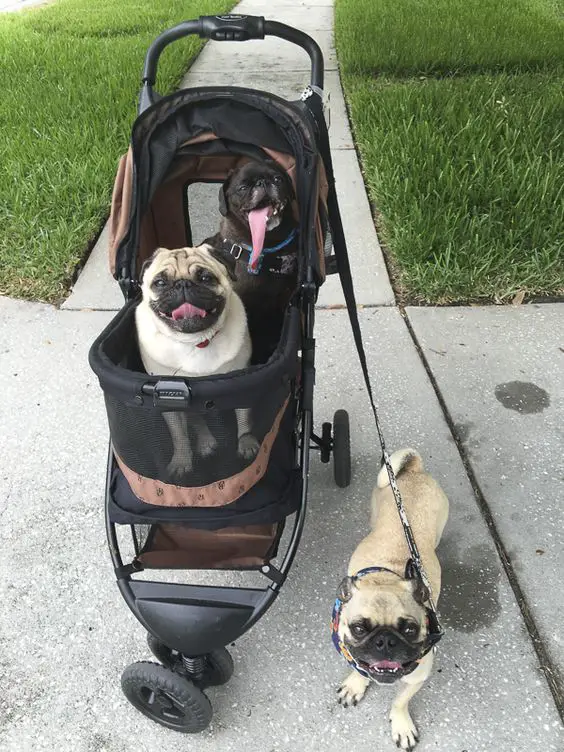 two pugs in a baby carriage and one pug taking a walk outdoors