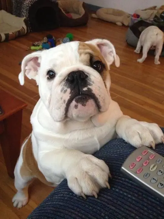 English Bulldog standing up against the couch with a remote