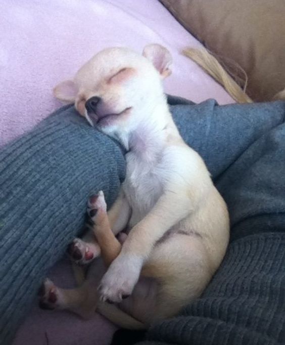 white Chihuahua sleeping in its owner's arms