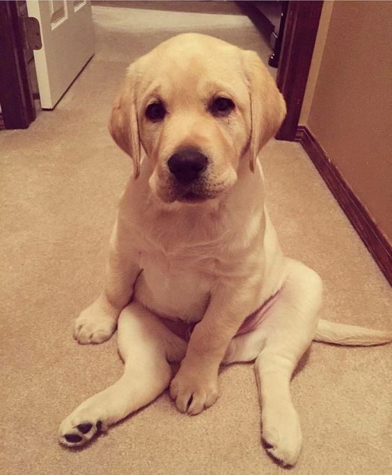 Labrador puppy sitting on the floor