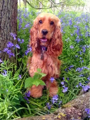 A Red Cocker Spaniel sitting in the field of purple flowers in the forest