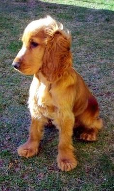 A Red Cocker Spaniel puppy sitting on the grass