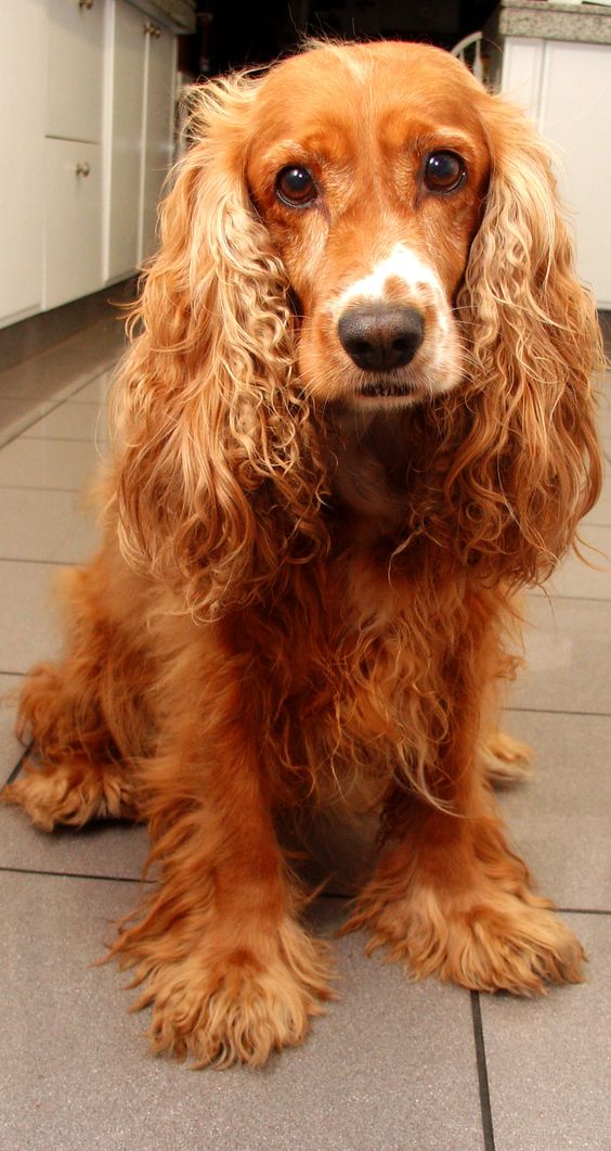 A Red Cocker Spaniel sitting on the floor with its begging face