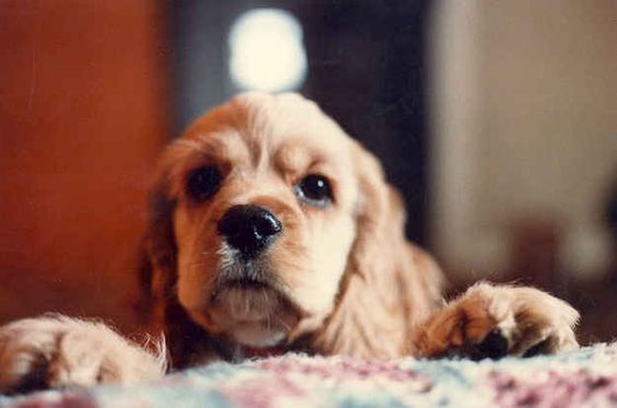 A Red Cocker Spaniel puppy standing behind the bed with its curious face