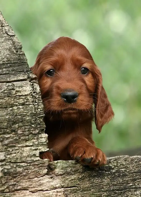 A Red Cocker Spaniel puppy begind the tree trunk