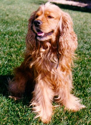 A Red Cocker Spaniel sitting on the grass while smiling and looking sideways