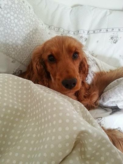 A Red Cocker Spaniel snuggled in bed