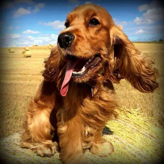 A Red Cocker Spaniel sitting on top of the bale of hay in the field