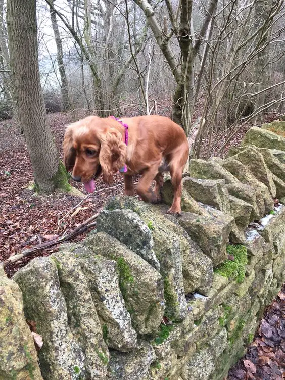 A Red Cocker Spaniel walking on top of the rock boarder in the forest