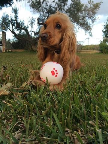 A Red Cocker Spaniel lying on the grass with a ball in its arms