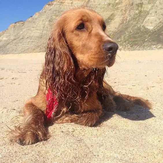 A wet Red Cocker Spaniel lying in the sand at the beach under the sun