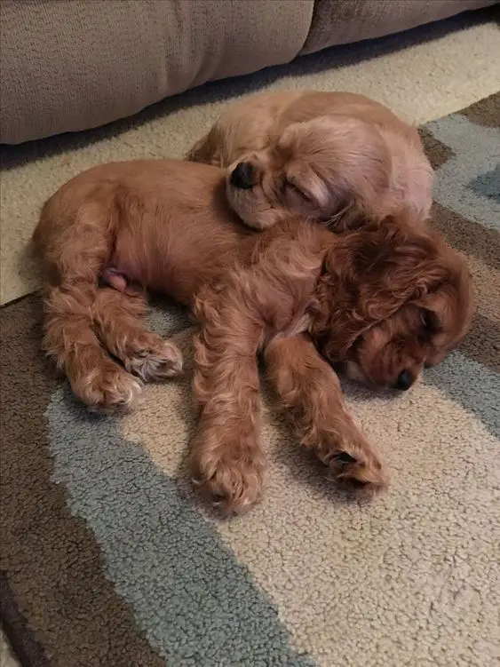 two Red Cocker Spaniel puppies snuggled up with each other while sleeping on the floor