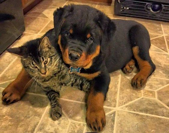 Rottweiler puppy lying on the floor with a cat