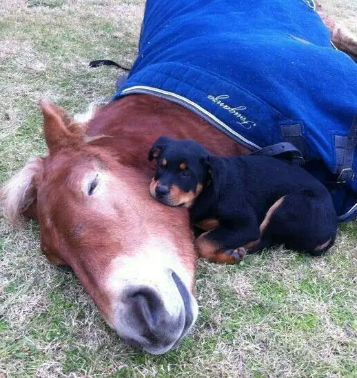 Rottweiler puppy sleeping on the green grass with its face resting on top of a horse's face