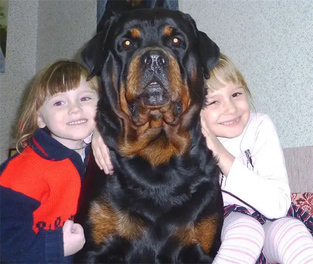 rottweiler dog sitting in between two girls