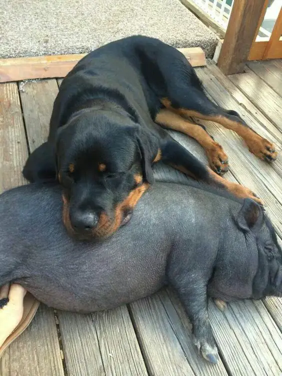Rottweiler lying on the floor with its head on top of a black pig