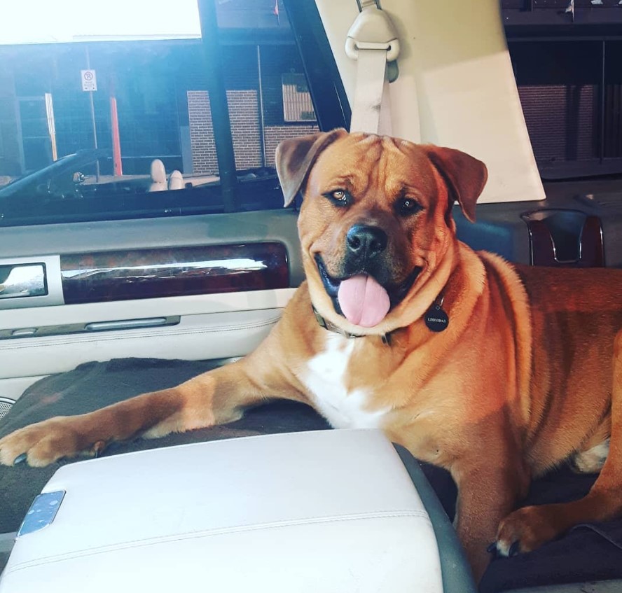 American Bullweiler lying in the backseat inside the car