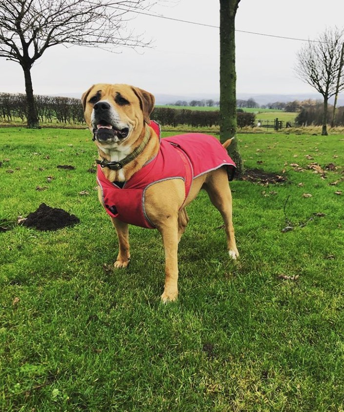 American Bullweiler wearing a red shirt standing on the green grass at the park