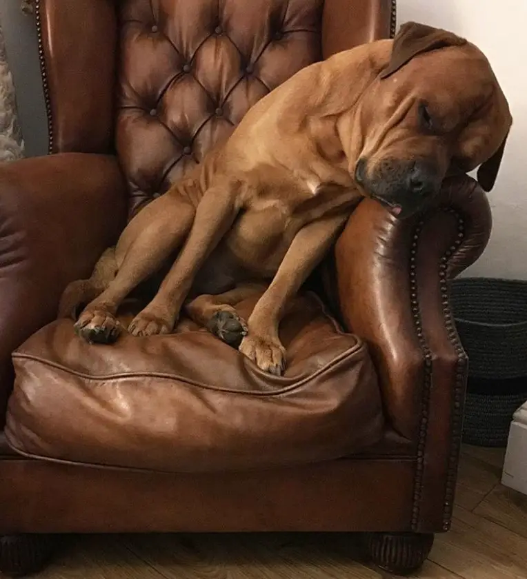American Bullweiler sitting on the chair while sleeping with its head on the arm