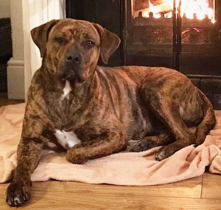 18 American Bulldogs Mixed With Rottweiler Page 2 The Paws