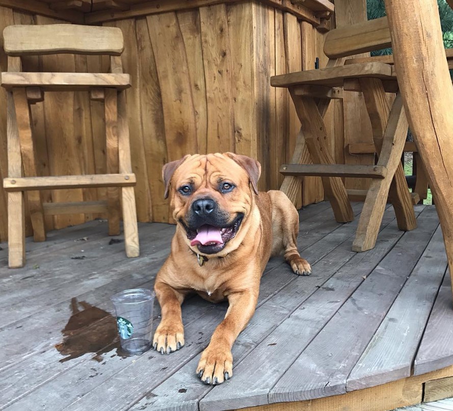 American Bullweiler lying down on the floor next to a starbucks cup with spilled water