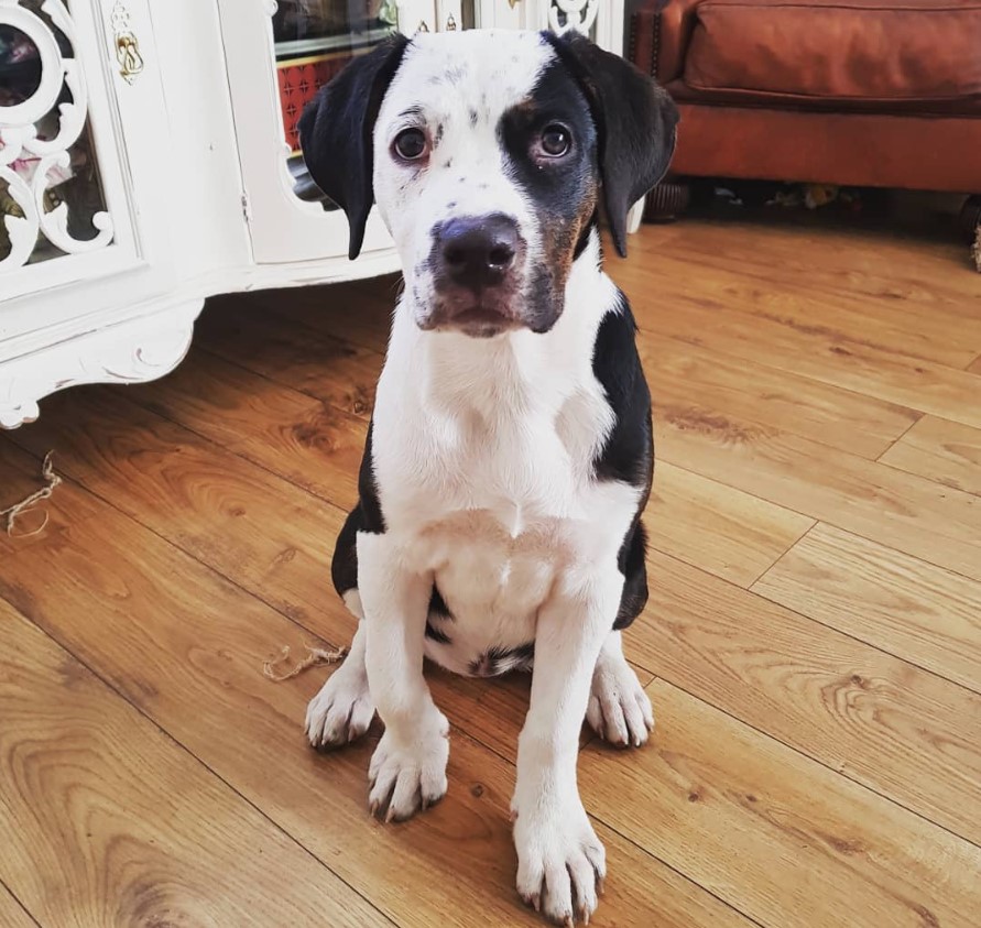 American Bullweiler sitting on the wooden floor with its begging face