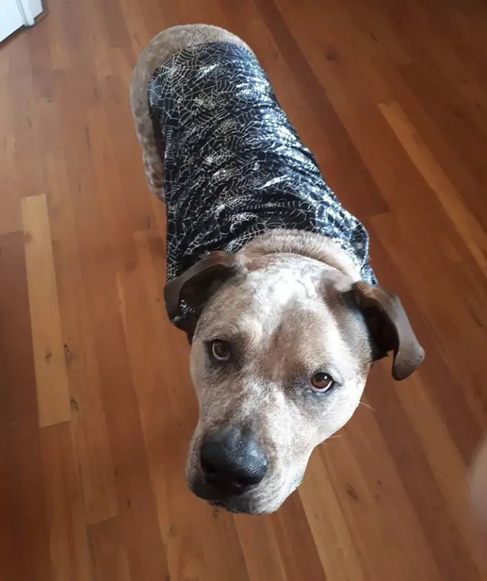 American Bullweiler wearing a shirt while standing on the floor
